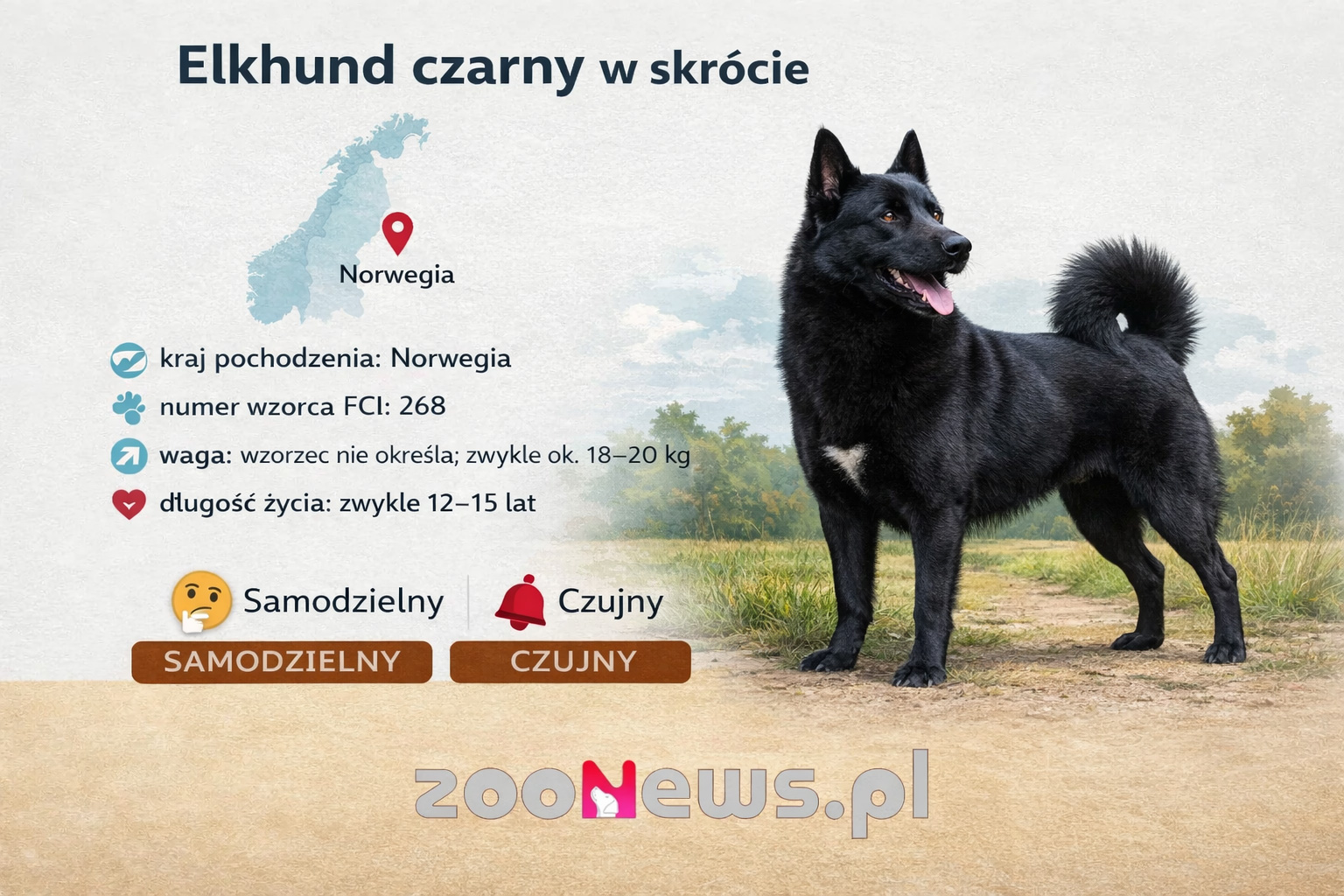 Elkhund czarny infografika