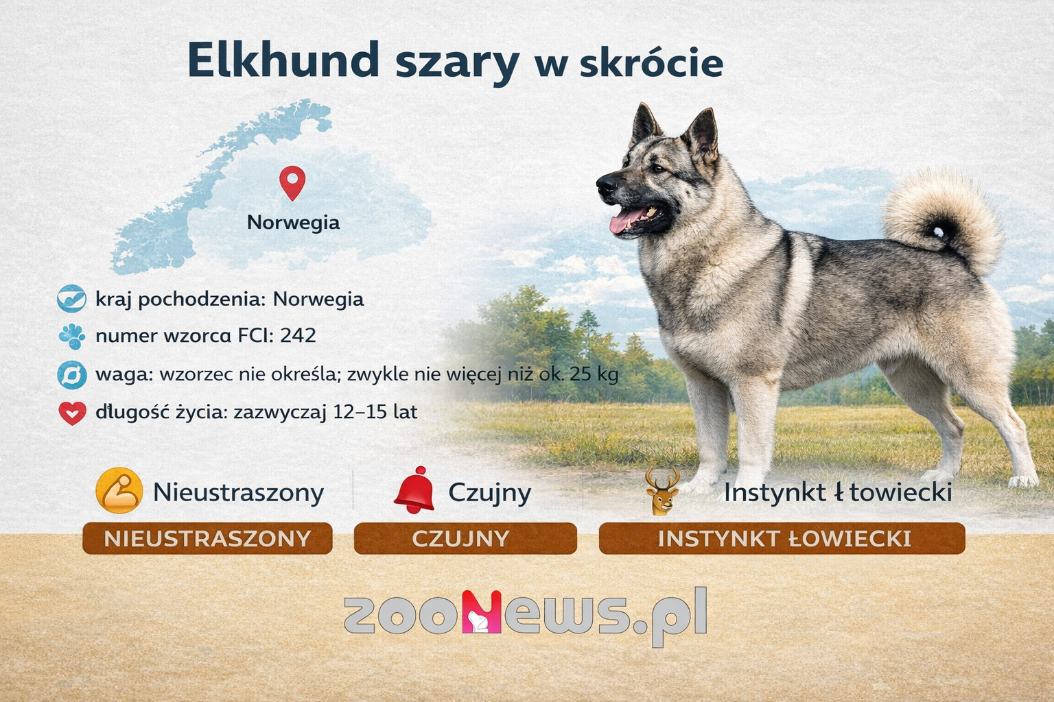 Elkhund szary infografika