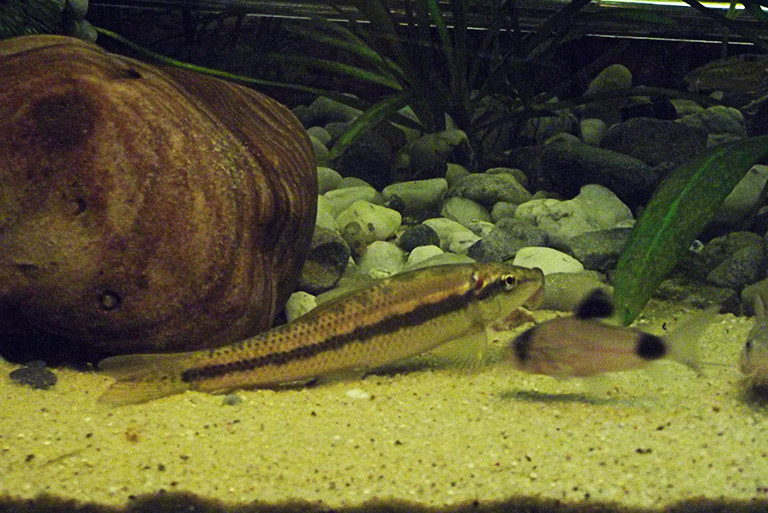 Glonojad syjamski – czy to ryba do każdego akwarium? | Zoonews.pl