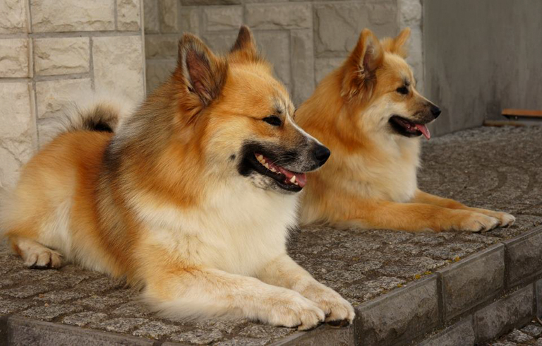 Islandzki szpic pasterski jest psem średniej wielkości.