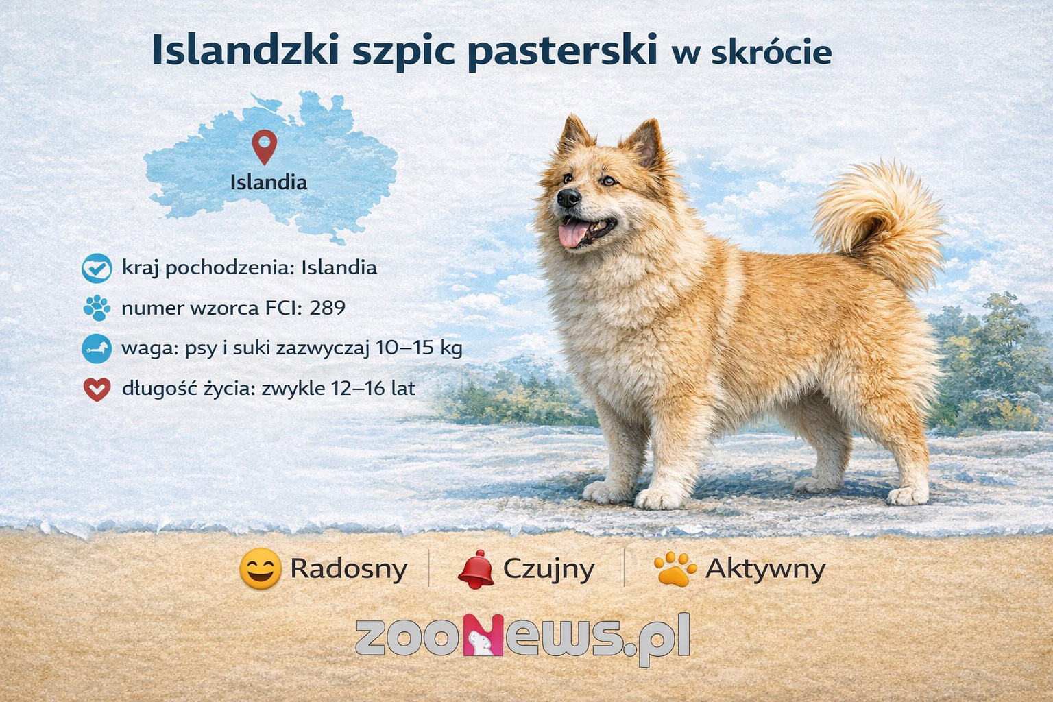 Islandzki szpic pasterski infografika