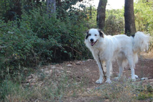 Tornjak – charakterystyka rasy