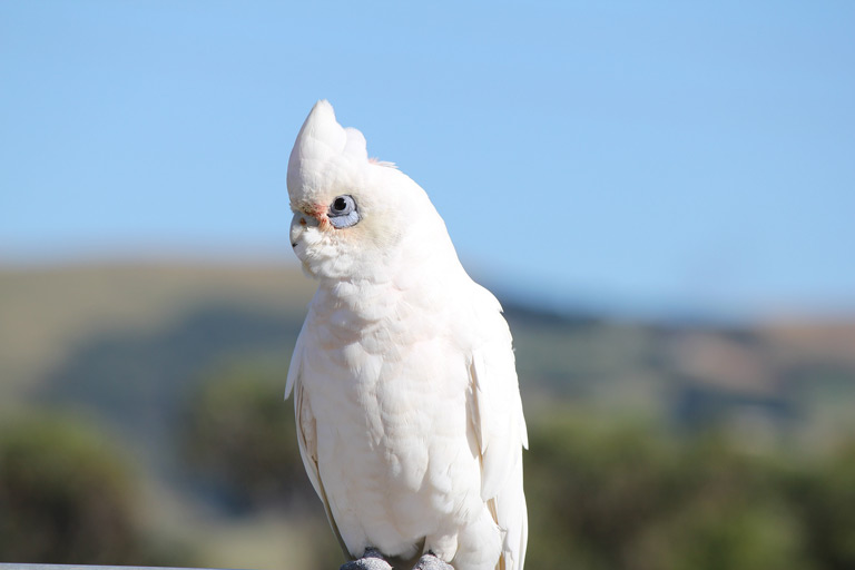 Jak wygląda papuga kakadu