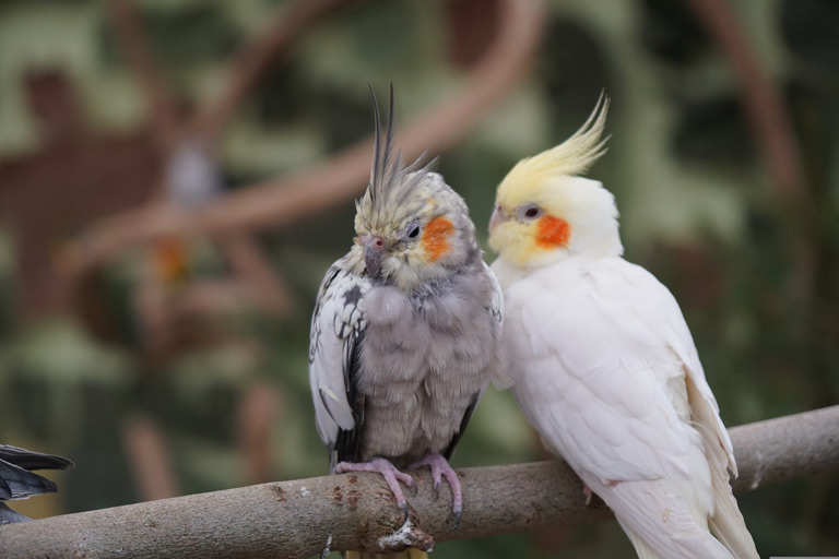 Nie wyróżnia się podgatunków białej papugi kakadu, gdyż jest to ptak monotypowy.