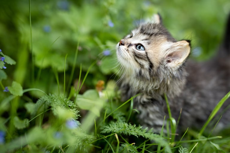 Kot – wszystko, co warto wiedzieć o kotach przed przygarnięciem | Zoonews.pl
