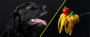 Makaron dla psa – Czy makaron jest zdrowy dla psa?
