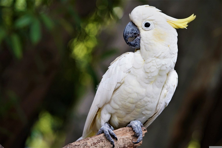 Kakadu – cena, hodowla, opis gatunku