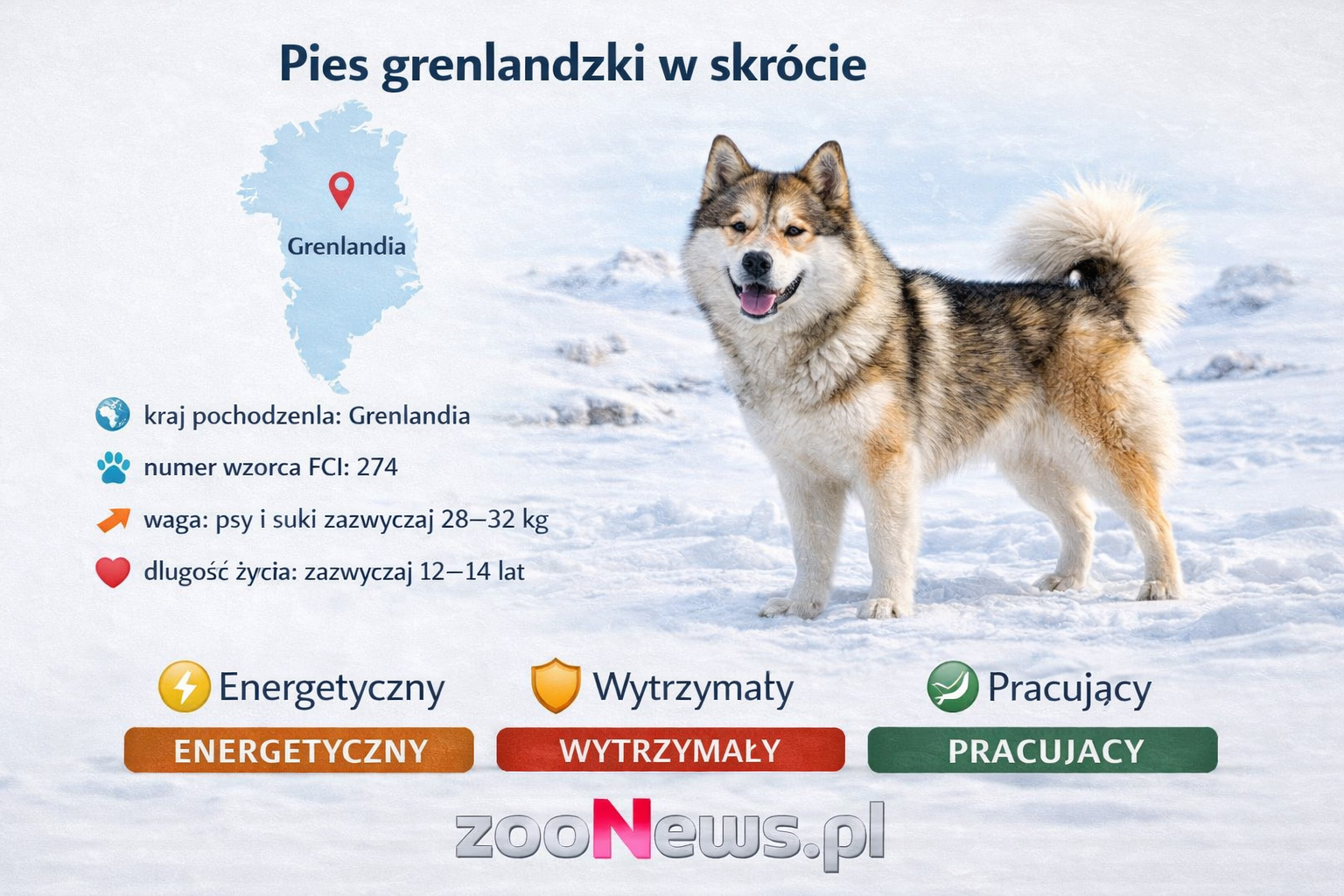 Pies grenlandzki infografika