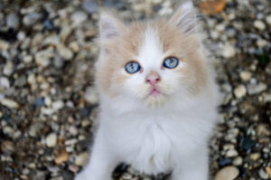 Słodkie koteczki – zobacz TOP 9 zdjęć słodkich kotków