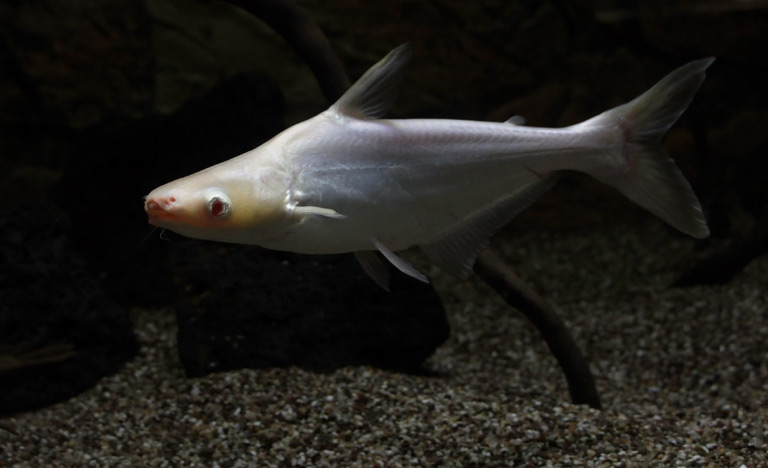 Sum rekini albinotyczny