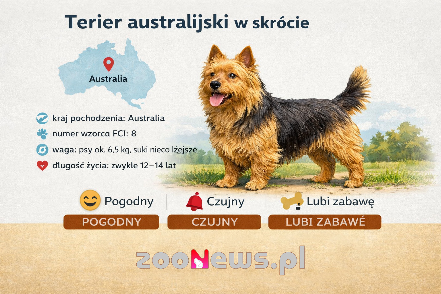Terier australijski infografika