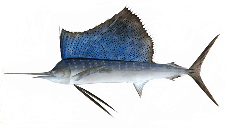 Żaglica pacyficzna – co wiesz o najszybszej rybie świata?