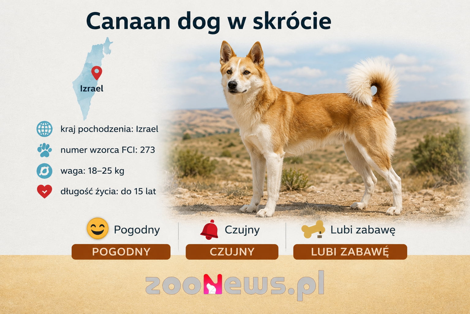 Canaan dog infografika
