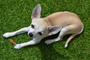 Chihuahua | szczenięta | zakup i opieka cziłała