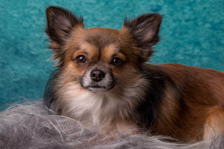Chihuahua – kąpiel psa