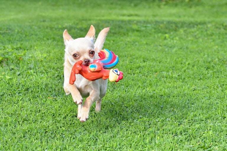 Chihuahua – wyprawka dla psa