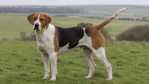 Foxhound angielski – kompletny przewodnik o rasie