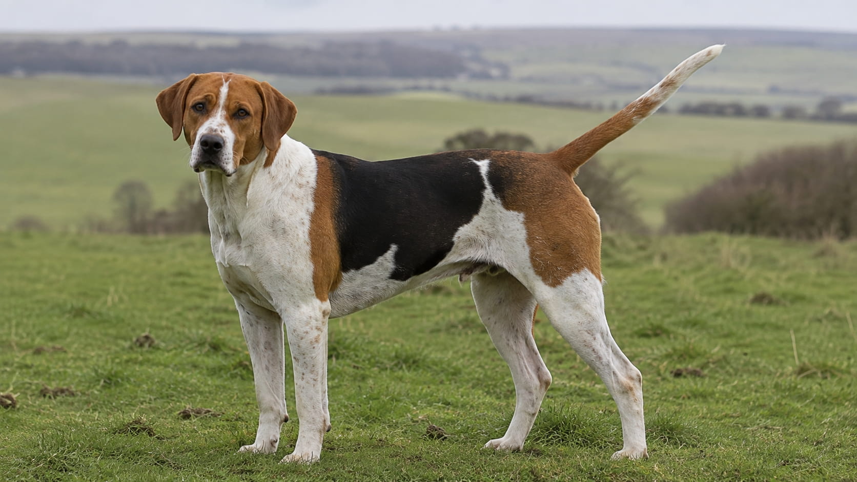 Foxhound angielski – kompletny przewodnik o rasie