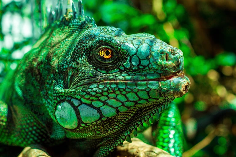 Legwan – iguana – terrarium, żywienie, opis rodziny
