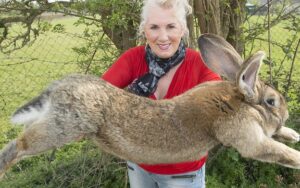 Największy królik świata – 9 największych ras królików
