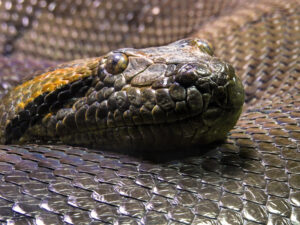 Największy wąż świata – TOP 13 najdłuższych węży świata