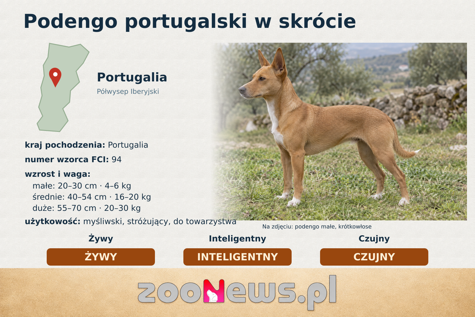 Infografika — wielkości, masa ciała, pochodzenie i charakter podengo portugalskiego