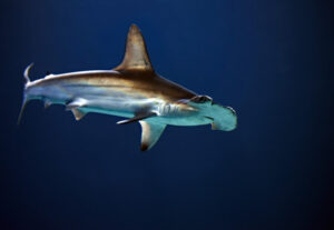 Rekin młot – głowomot pospolity – opis gatunku, ciekawostki