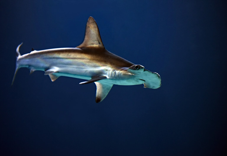 Rekin młot – głowomot pospolity – opis gatunku, ciekawostki | Zoonews.pl