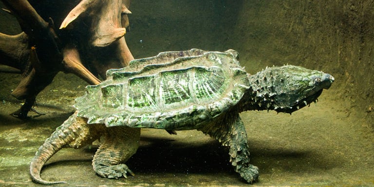 Żółw sępi – cena, hodowla, opis gatunku