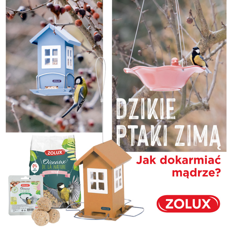 Dowiedz się jak prawidłowo dokarmiać ptaki | Zoonews.pl