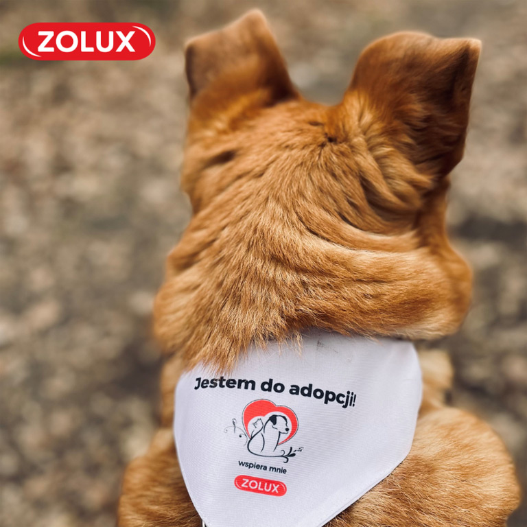 Wyjątkowy kalendarz adwentowy Zolux | Zoonews.pl