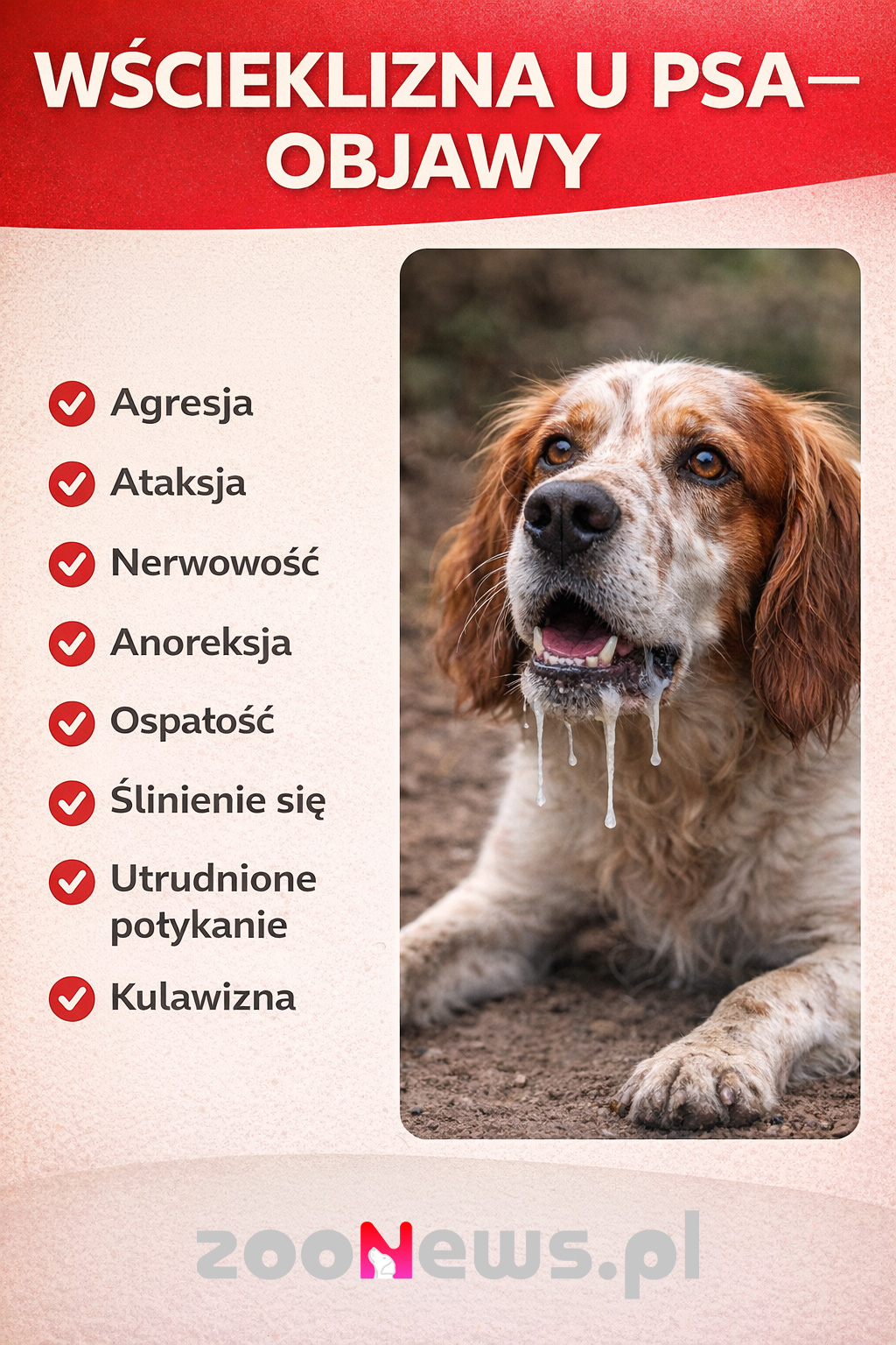 Wścieklizna u psa infografika