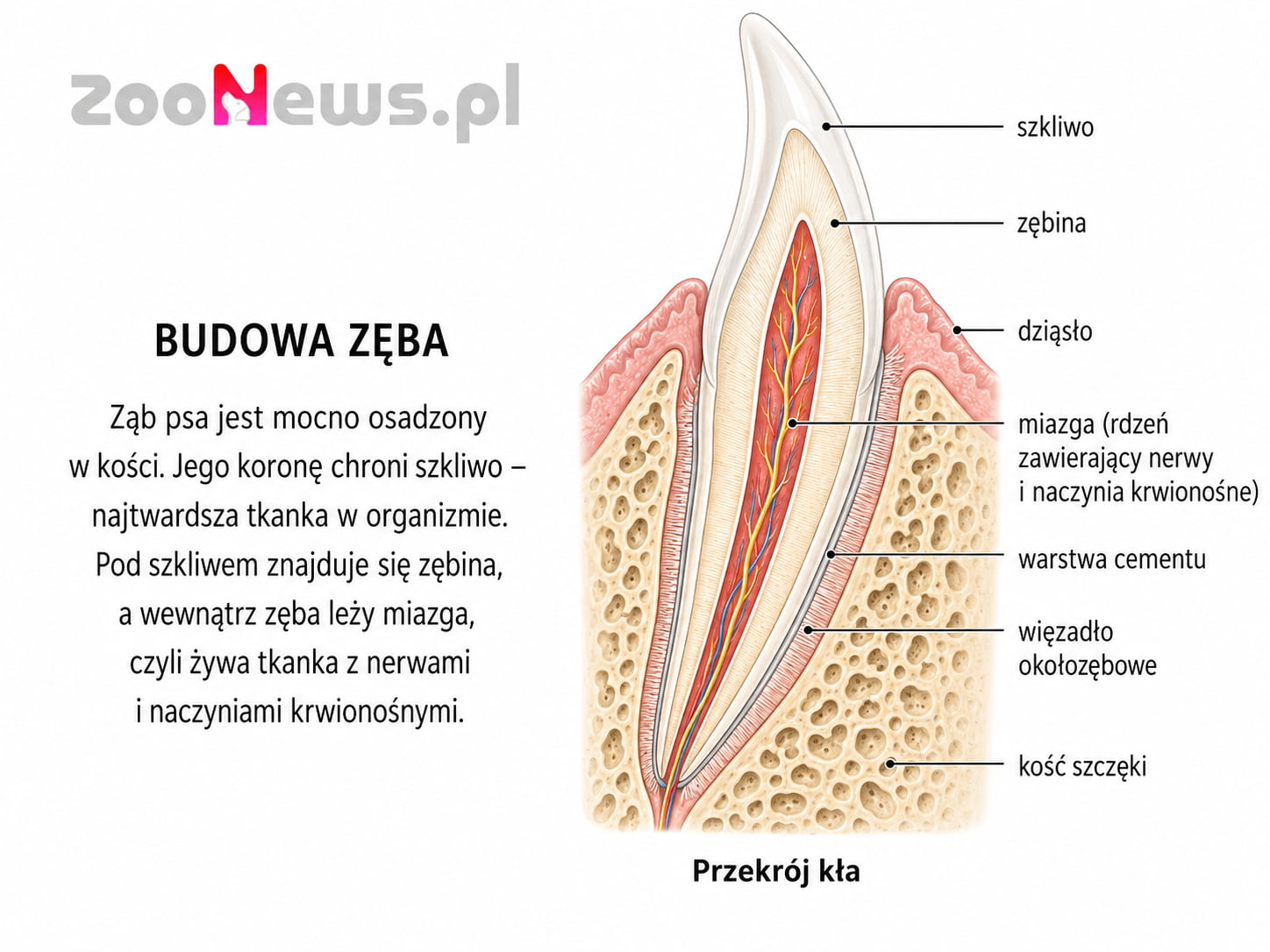 Budowa zęba dorosłego psa