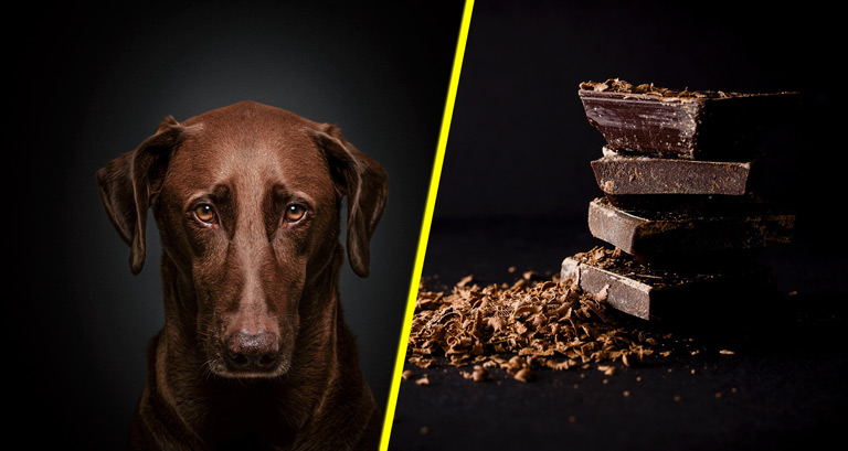 Czekolada dla psa – czy pies może jeść czekoladę