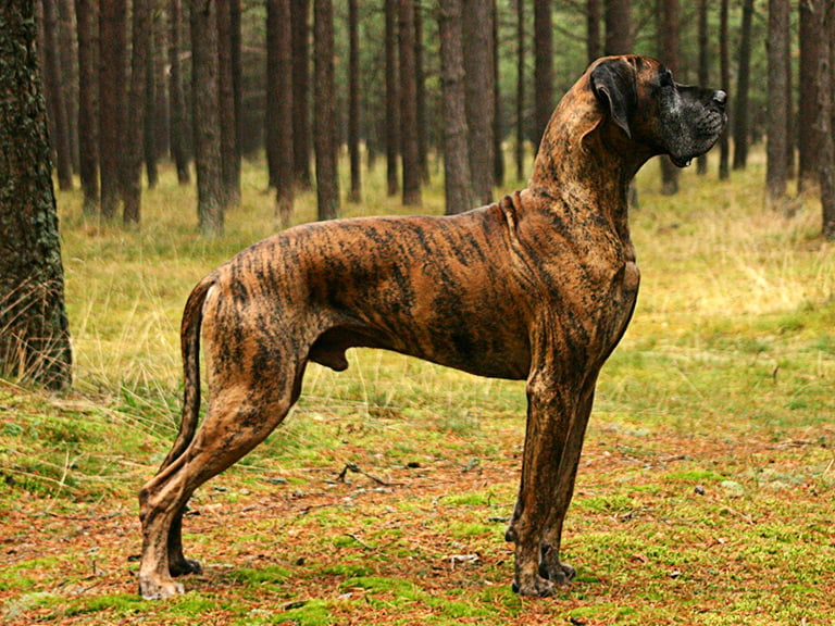 Dog niemiecki – szczeniaki, hodowla, zdrowie rasy