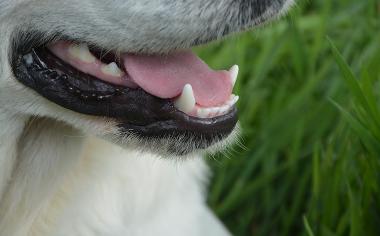 Ile pies ma zębów? ABC ZDROWYCH ZĘBÓW U PSA