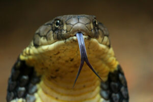 Kobra królewska – wygląd, jad, opis gatunku