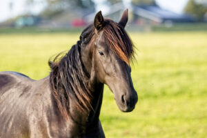 Koń fryzyjski – hodowla, cena, opis rasy