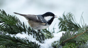 Ptaki zimujące w Polsce – 28 gatunków ptaków zimowych