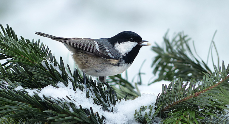 Ptaki zimujące w Polsce – 27 gatunków ptaków zimowych