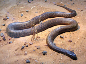 Tajpan pustynny – najbardziej jadowity wąż Australii