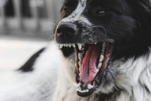 Wścieklizna u psa – OBJAWY, SZCZEPIONKA, ŚMIERTELNOŚĆ