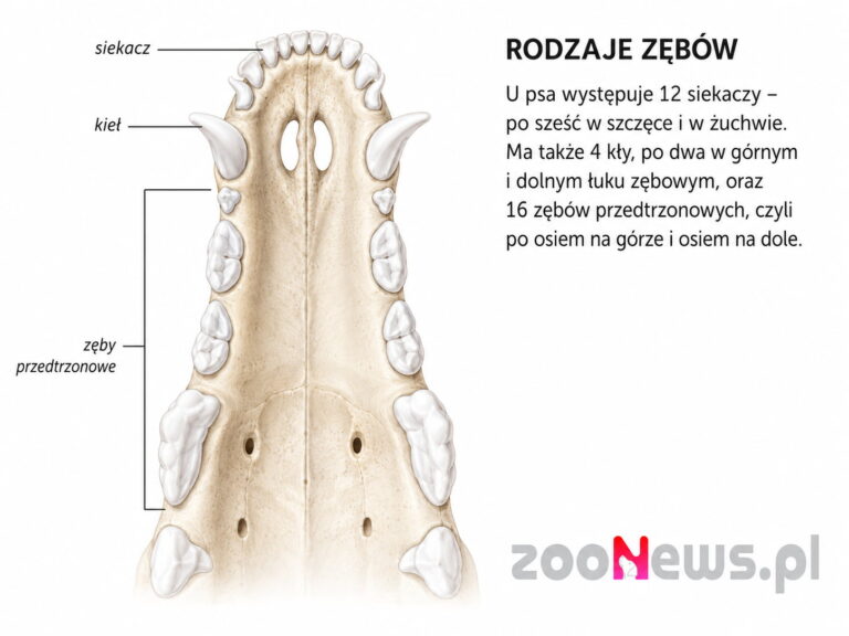 Wzór zębowy dorosłego psa 2