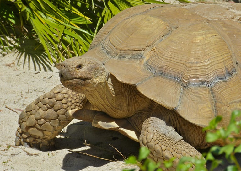 Żółw pustynny – wygląd, występowanie, opis gatunku