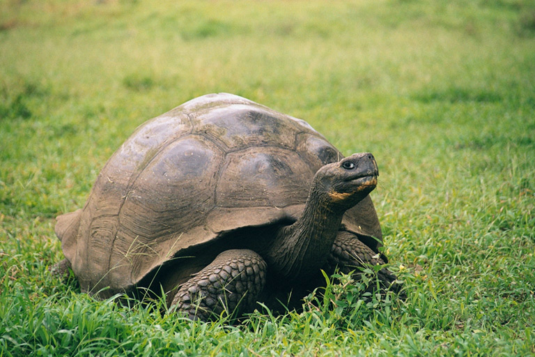 Żółw słoniowy – długość życia, występowanie, opis gatunku