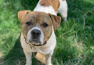 Amstaff – hodowla, szczeniaki, wychowanie