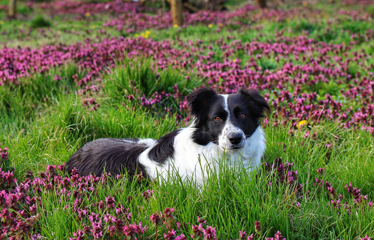 Wyprawka dla border collie