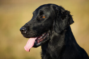 Flat coated retriever – hodowla, szczeniaki, wychowanie