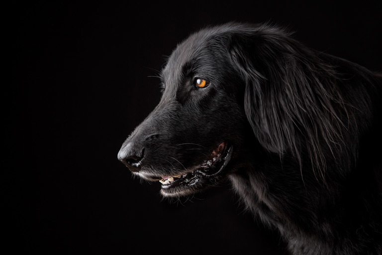 Flat coated retriever na czarnym tle