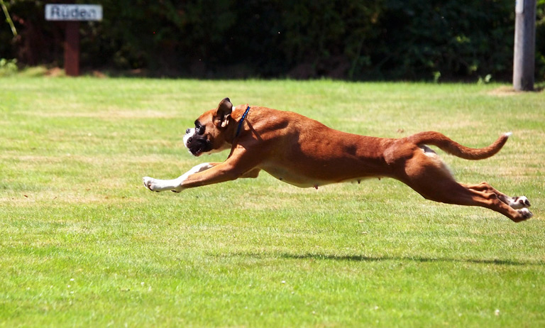 Bokser w biegu na łące